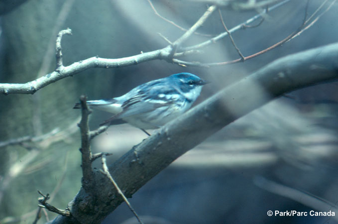 Photo (11): Cerulean Warbler