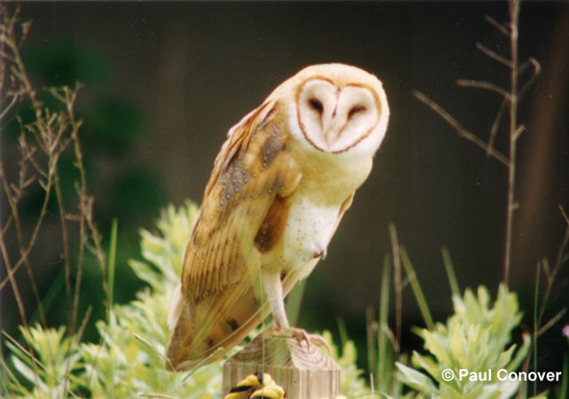 Photo (5): Barn Owl