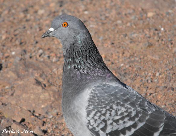 Photo (7): Rock Pigeon