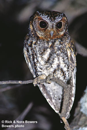 Photo (1): Flammulated Owl