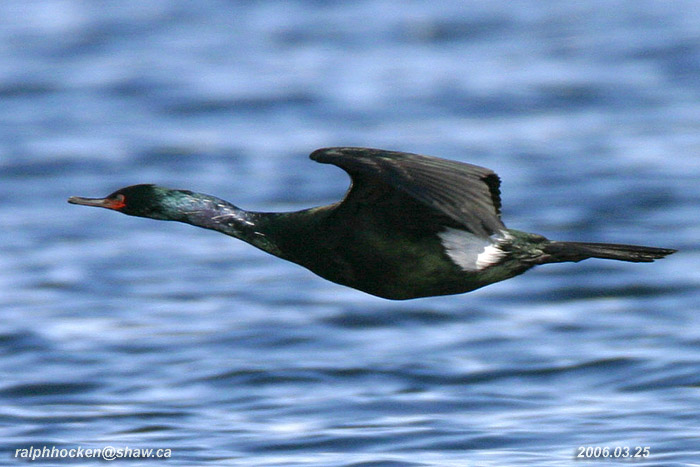 Photo (1): Pelagic Cormorant