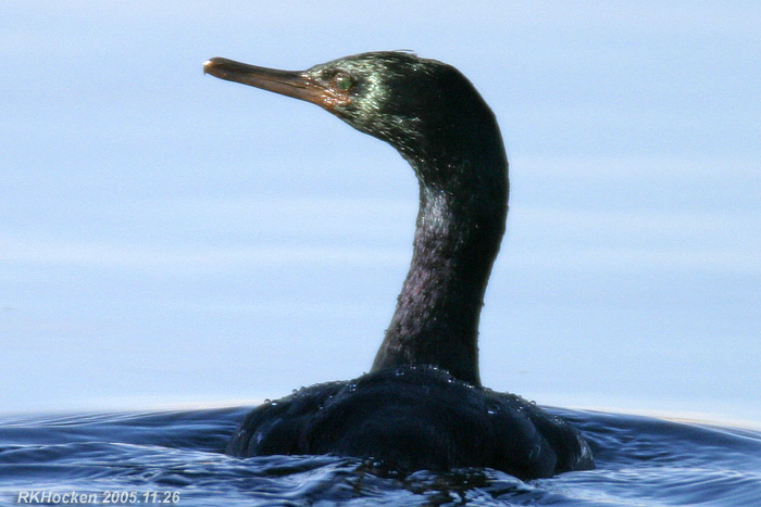 Photo (2): Pelagic Cormorant