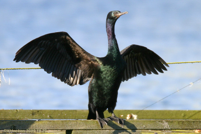 Photo (4): Pelagic Cormorant