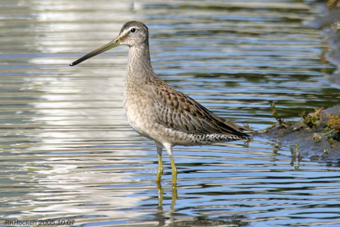 Photo (4): Long-billed Dowitcher