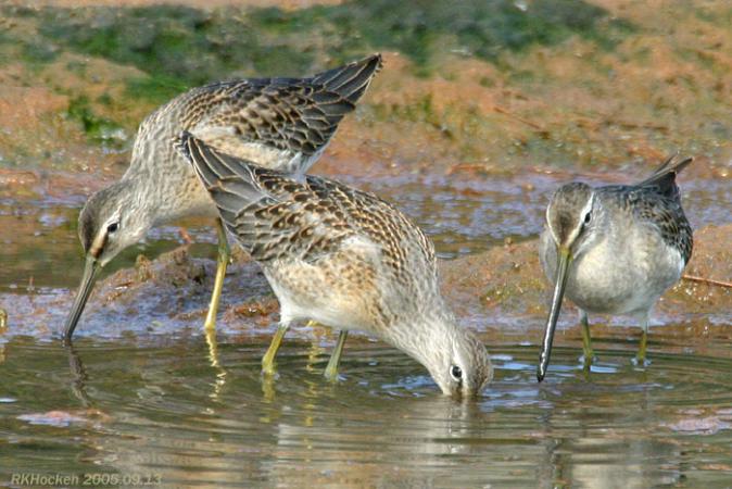 Photo (10): Long-billed Dowitcher