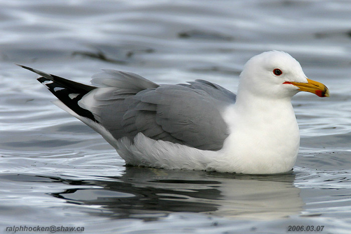 Photo (1): California Gull