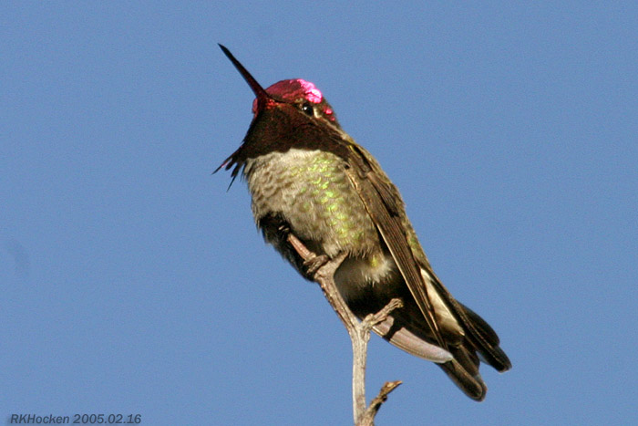 Photo (7): Anna's Hummingbird