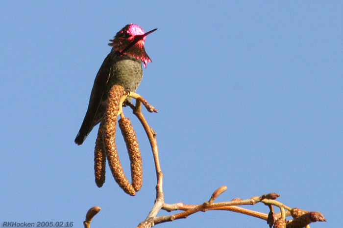 Photo (9): Anna's Hummingbird
