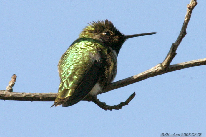 Photo (10): Anna's Hummingbird