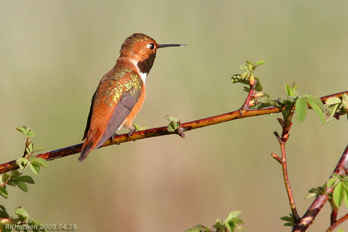 Photo (8): Rufous Hummingbird
