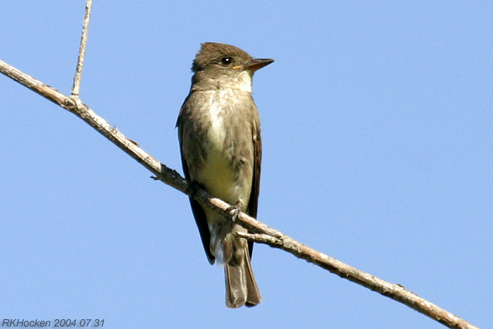 Photo (6): Olive-sided Flycatcher