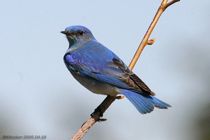 Photo (7): Mountain Bluebird