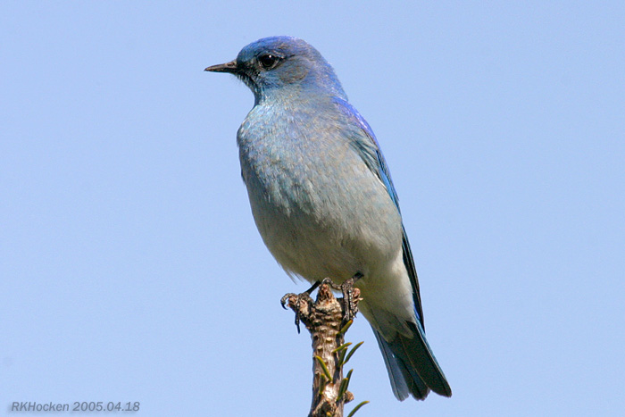 Photo (10): Mountain Bluebird