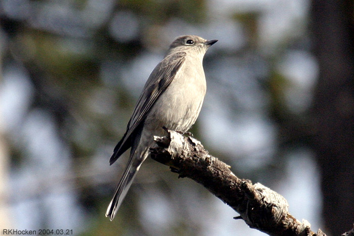 Photo (5): Townsend's Solitaire