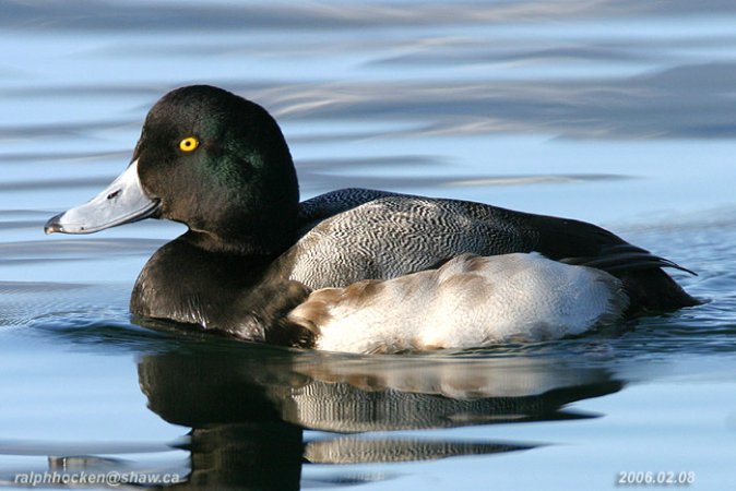 Photo (1): Greater Scaup