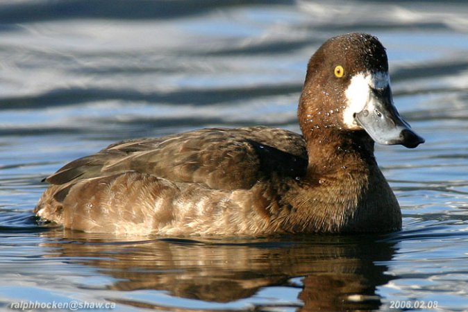 Photo (4): Greater Scaup