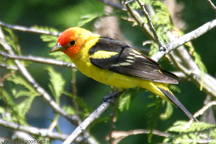 Photo (7): Western Tanager