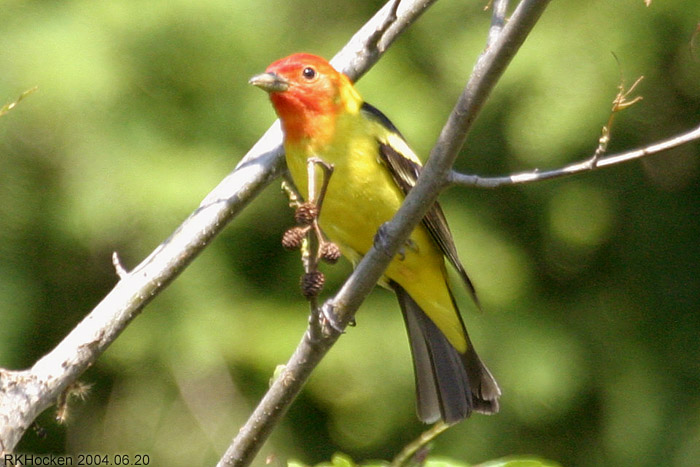 Photo (8): Western Tanager