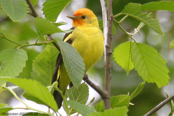 Photo (10): Western Tanager
