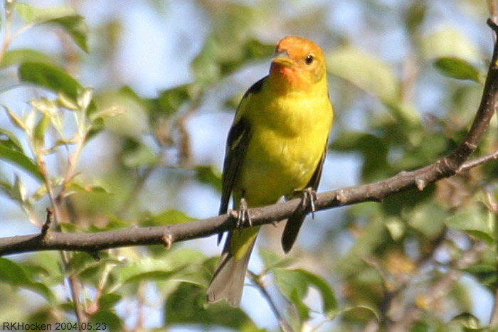 Photo (12): Western Tanager