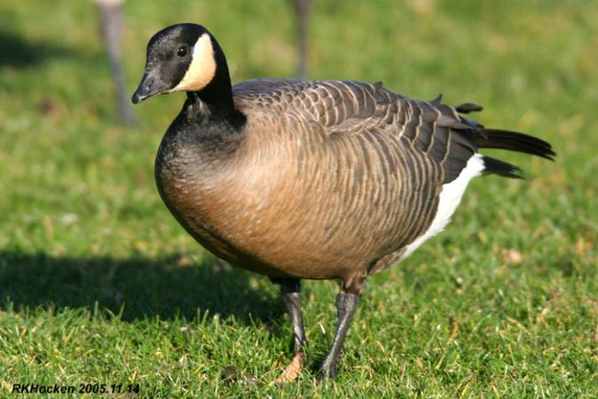 Photo (2): Cackling Goose