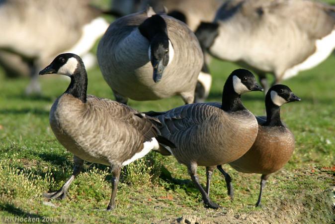 Photo (3): Cackling Goose