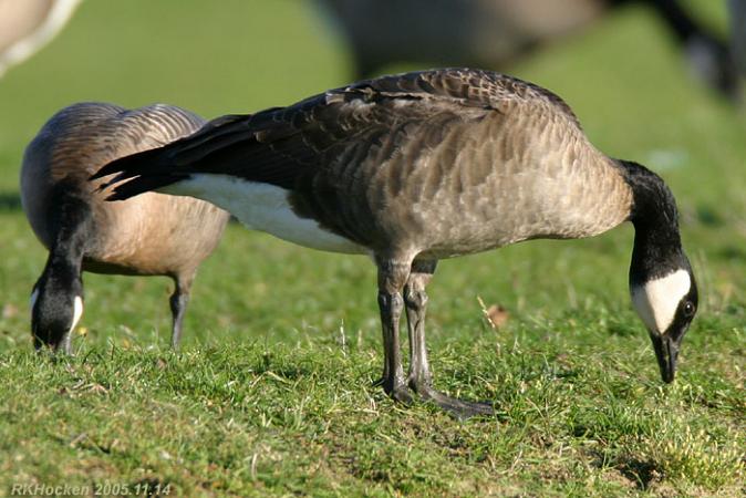 Photo (4): Cackling Goose