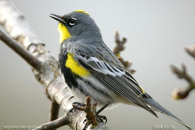 Photo (13): Yellow-rumped Warbler