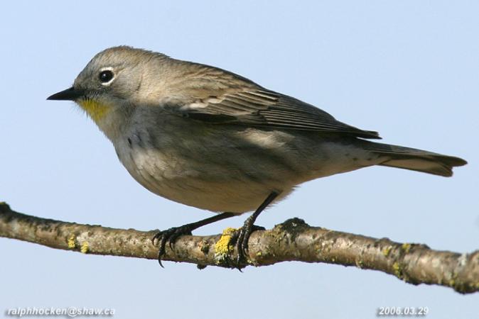 Photo (14): Yellow-rumped Warbler
