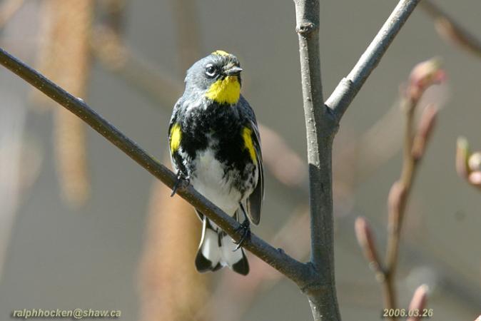 Photo (15): Yellow-rumped Warbler