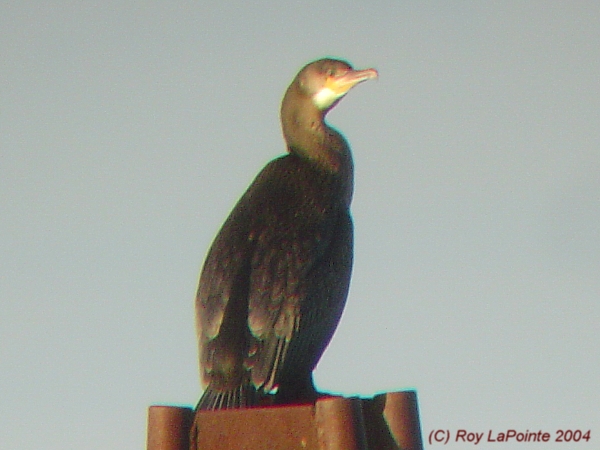Photo (12): Great Cormorant
