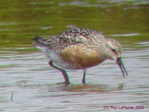 Photo (19): Red Knot