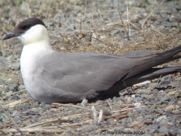 Photo (8): Long-tailed Jaeger