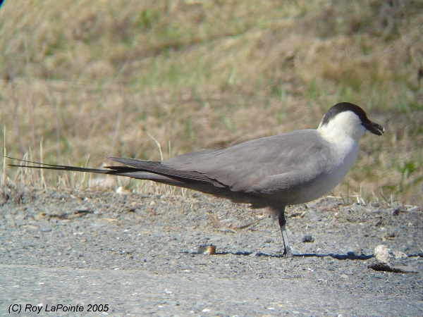 Photo (6): Long-tailed Jaeger