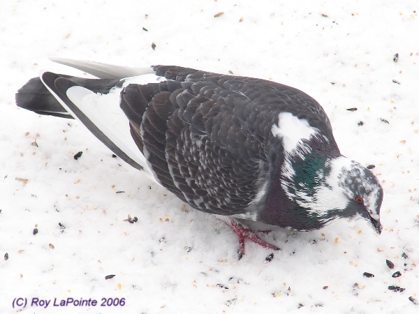Photo (4): Rock Pigeon