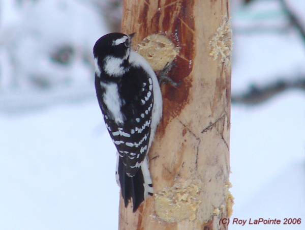 Photo (7): Downy Woodpecker