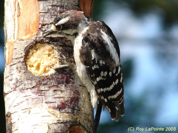 Photo (9): Downy Woodpecker