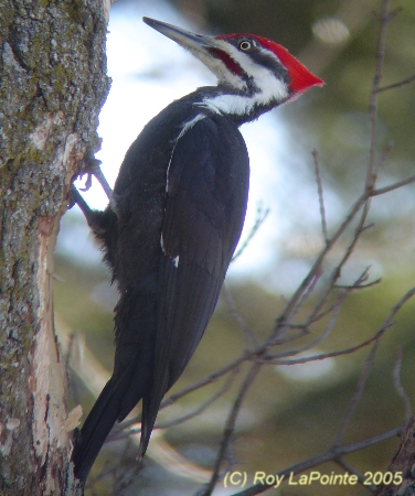 Photo (9): Pileated Woodpecker