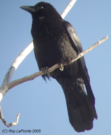 Photo (3): American Crow