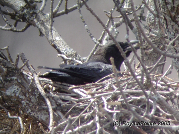 Photo (5): American Crow