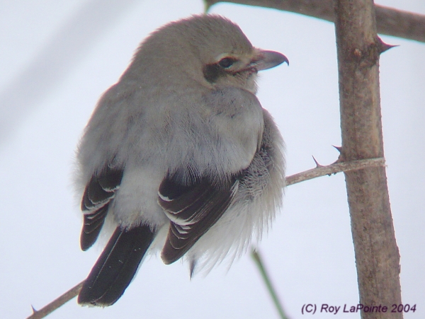 Photo (4): Northern Shrike