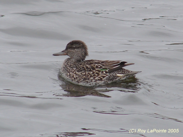 Photo (10): Green-winged Teal