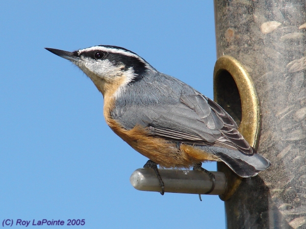 Photo (3): Red-breasted Nuthatch