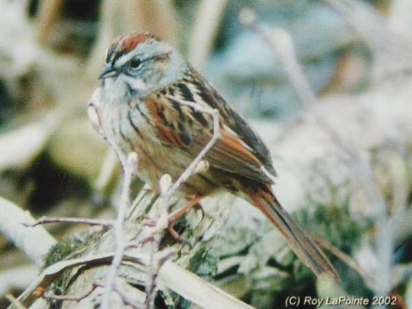 Photo (10): Swamp Sparrow
