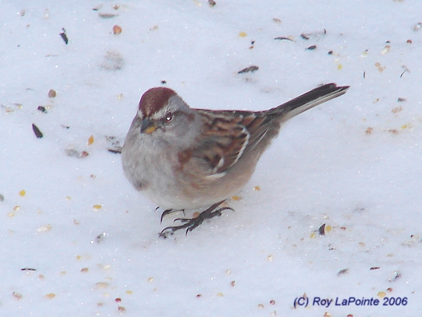Photo (6): American Tree Sparrow