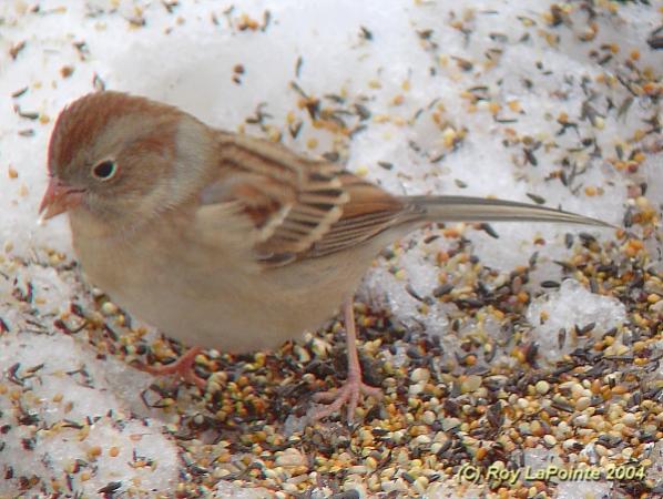 Photo (5): Field Sparrow