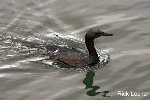 Photo (6): Pelagic Cormorant