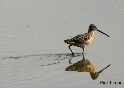 Photo (3): Long-billed Dowitcher
