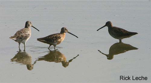 Photo (5): Long-billed Dowitcher