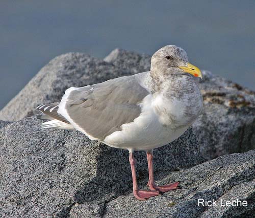 Photo (8): Glaucous-winged Gull